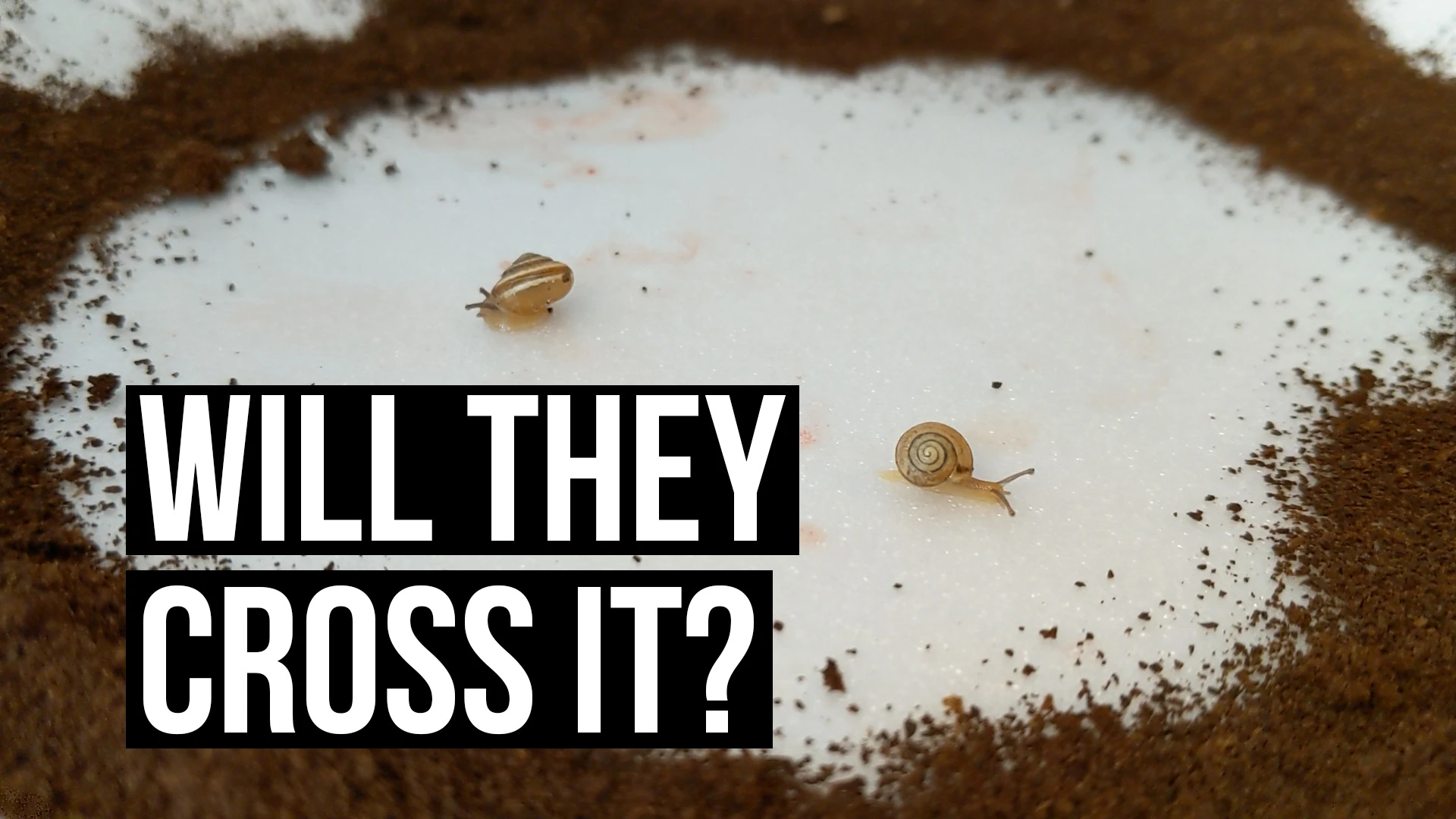 Coffee: The Snail Repellent